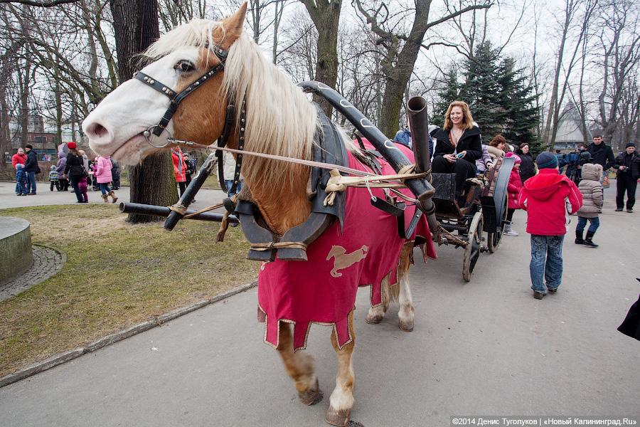 Ишь ты, Масленица!: как в зоопарке отмечали приход весны