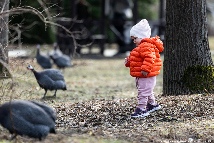 И пух, и перья: как в Калининградском зоопарке отметили День птиц (фото)