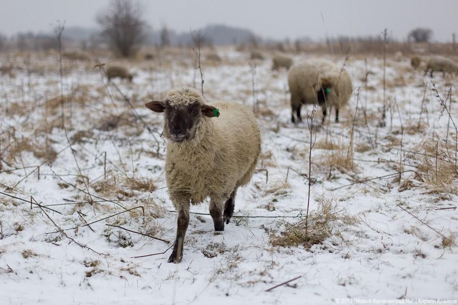 Фермер Сергей Семенов: «Тринадцать минут — и с барана китель снят»