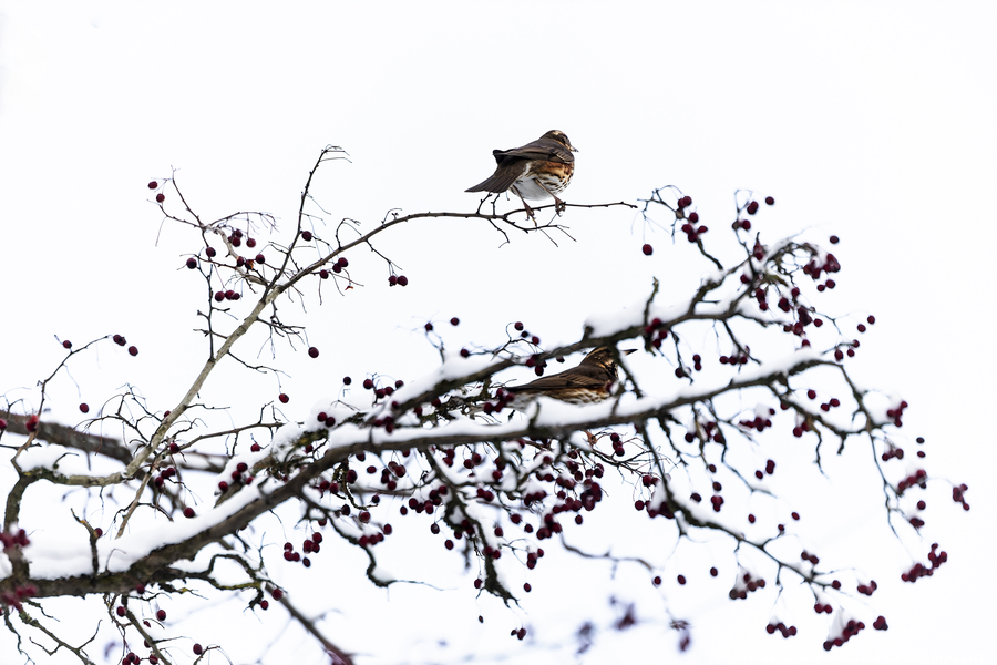 После двадцати лет ожидания: как Калининград встретил Новый год со снегом (фото)