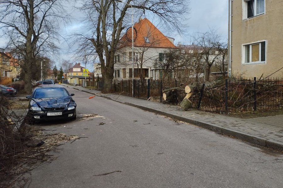 Столбы, деревья, указатели: последствия шторма в Калининграде (фото)