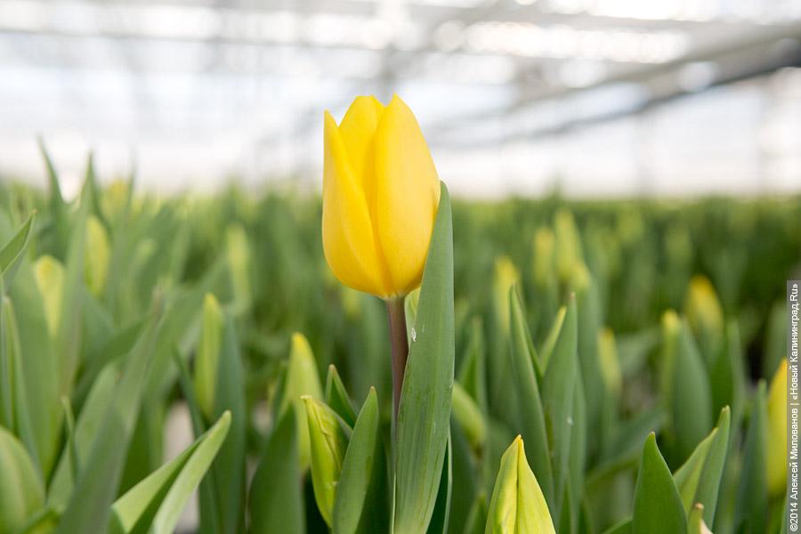 Букет к празднику: в Калинково вырастили 6 миллионов тюльпанов