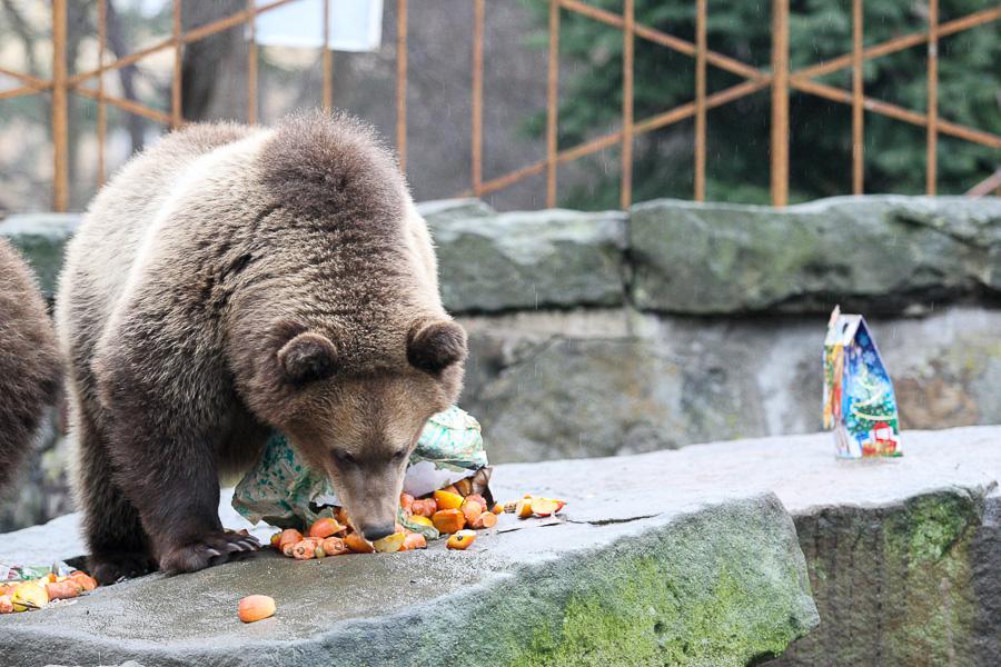 Конина к году Лошади: зоопарк раздал животным любимые лакомства