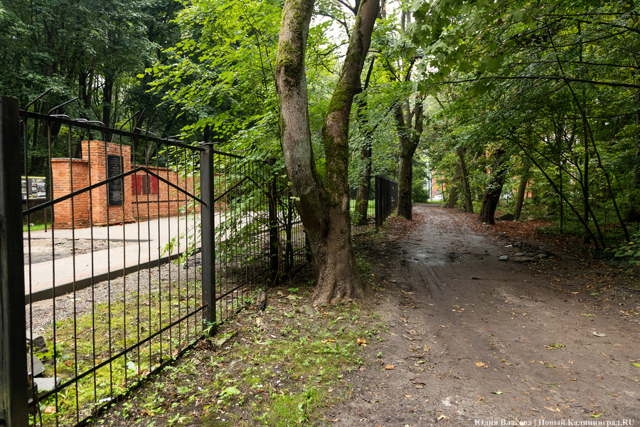 В Калининграде начали благоустраивать старое еврейское кладбище (фото)