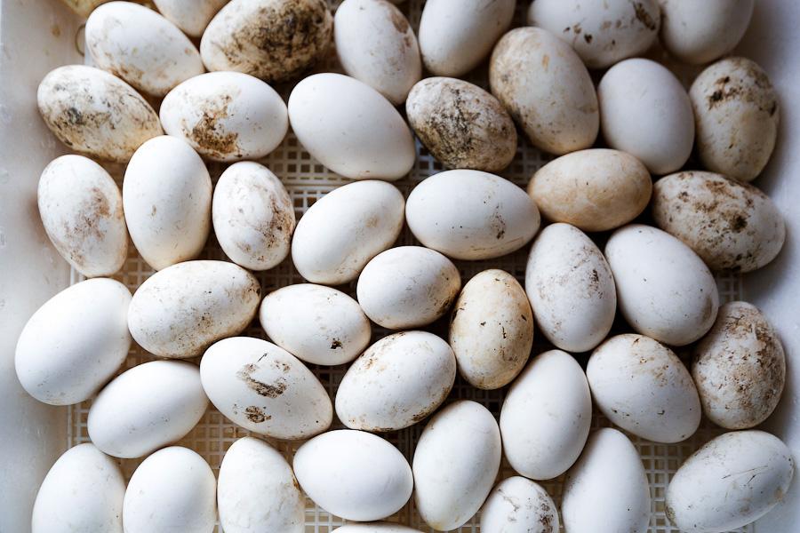 «Боосбан нас отрезал»: жизнь поселка Матросово рядом с Приморским кольцом