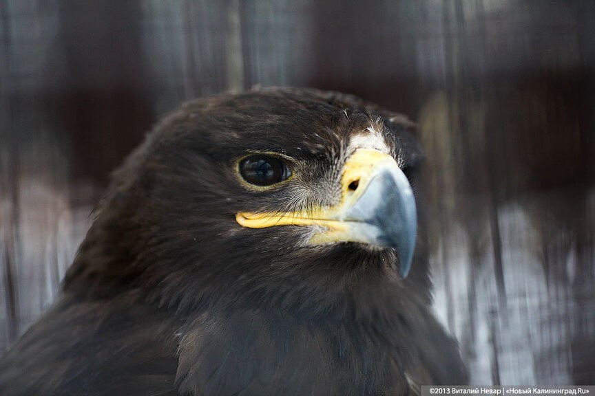 Виталий Невар / Новый Калининград