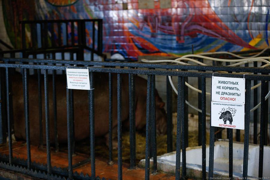 То ли сына, то ли дочь: в зоопарке Калининграда родился бегемотик (фото)