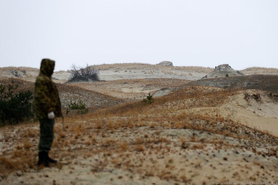 На ловца и лось бежит: как на Куршской косе зверей считали (фото)