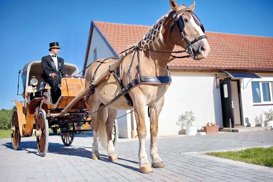 Конноспортивный комплекс «Беккер» предлагает молодоженам арендовать лошадей