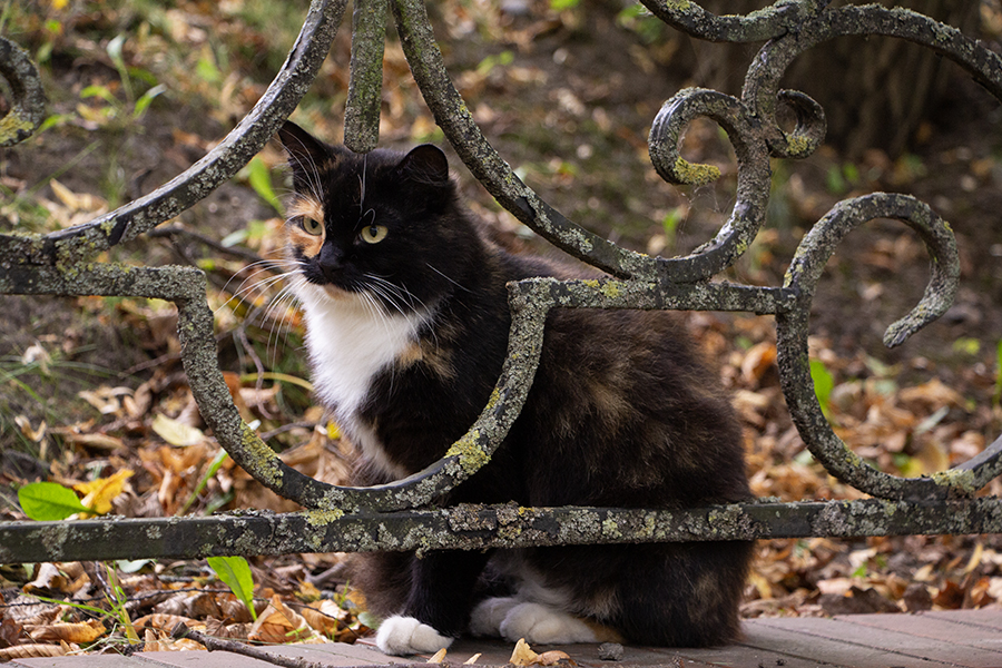 Без «зимних намёков»: прогноз погоды в Калининграде на неделю