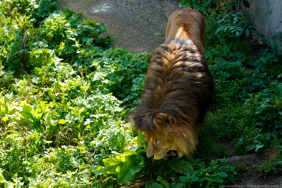 Вот компания какая: Калининградский зоопарк открыл все павильоны для посетителей