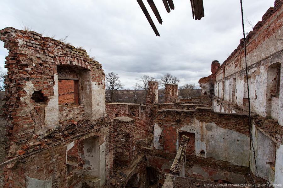 «Шаакен, волонтеры и кот Воровай»: фоторепортаж «Нового Калининграда.Ru»