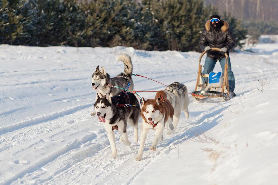 «Сказки о хаски»: фоторепортаж с тренировки ездовых собак и интервью с владельцами