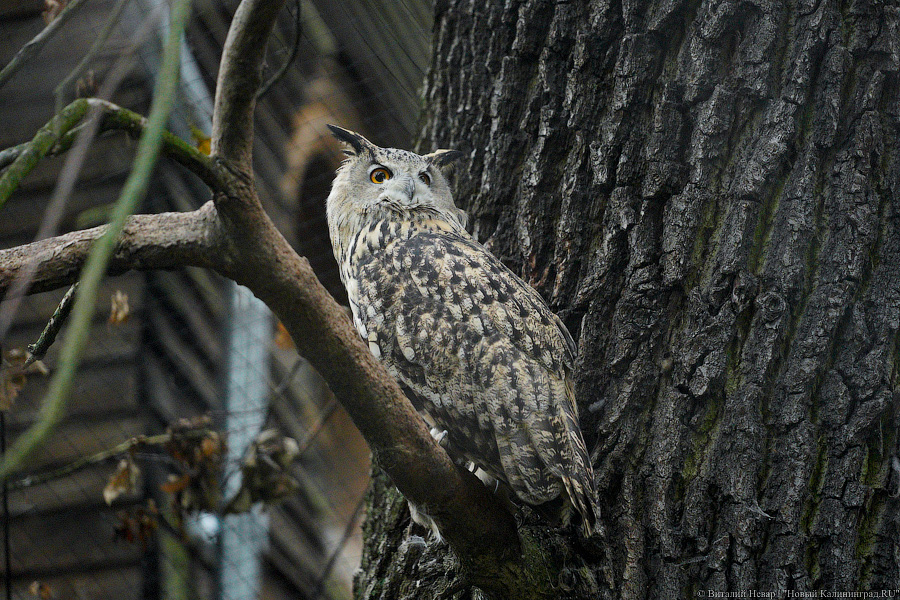 Жаба, гадюка и другие: в зоопарке открылся террариум после ремонта (фото)