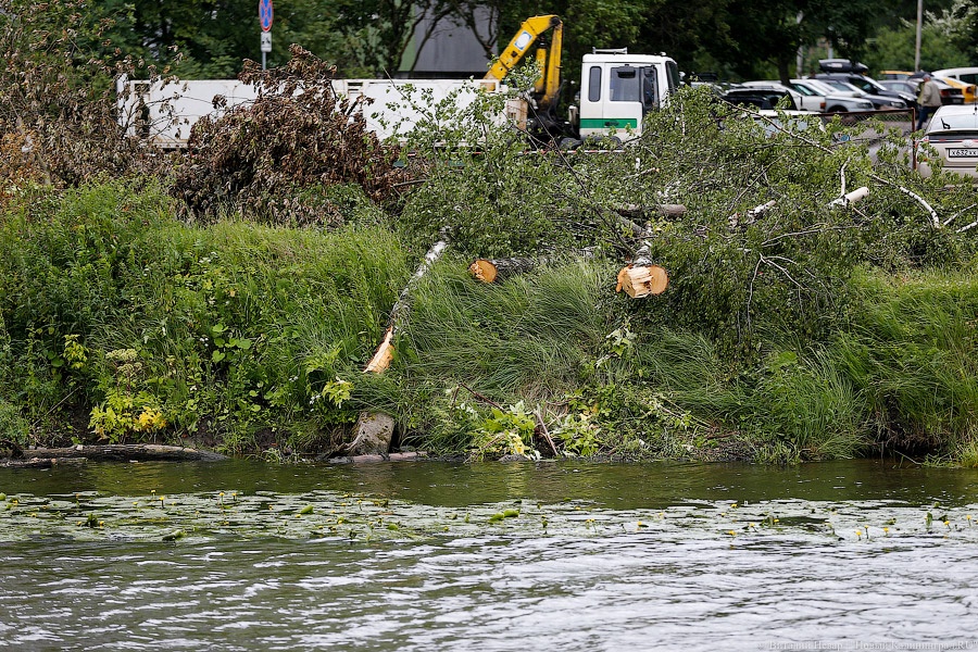 Для строительства набережной Карбышева разрешили вырубить 164 дерева (фото)