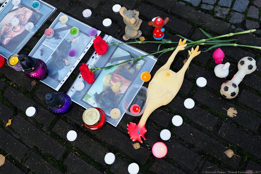 За что нас убивают?: как в Калининграде митинговали в защиту животных