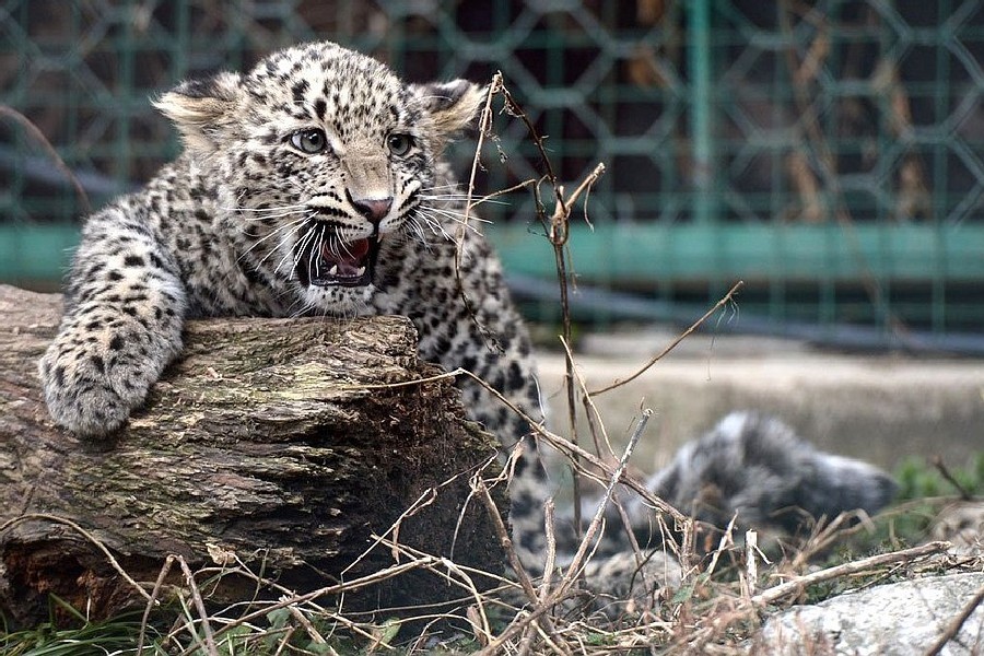 Шесть видов животных в России находятся под угрозой исчезновения