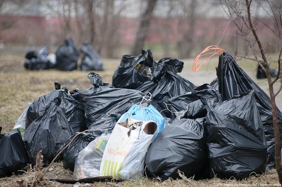 "Чистый лес: 115 на 40": фоторепортаж "Нового Калининграда.Ru" 