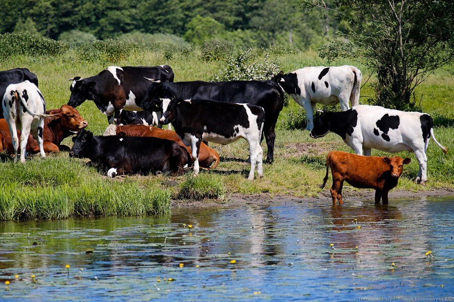 Суд взыскал полмиллиона с владельца коров, которые съели посевы рапса под Краснознаменском