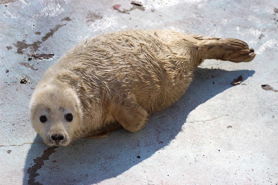 В Калининградском зоопарке родились два тюленя (фото)