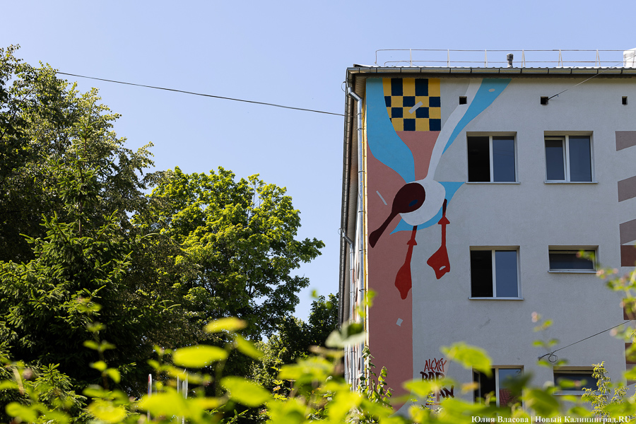 То, чему предстоит стать классикой: на зданиях БФУ им. Канта нарисовали четыре мурала (фото)