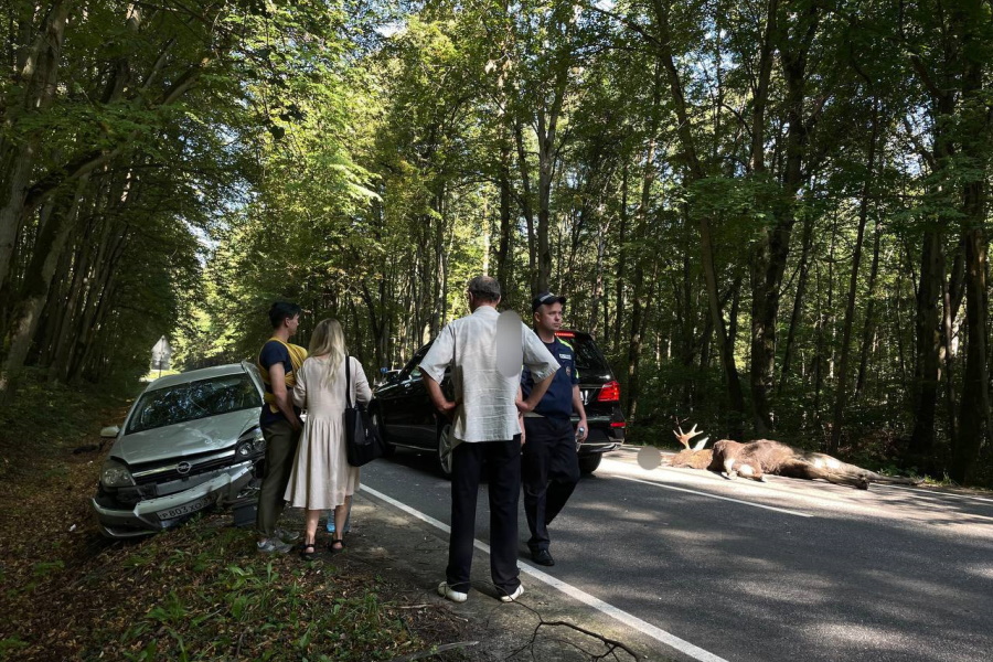 Очевидцы — о ДТП с лосем: задними ногами вмял крышу одной машины и прыгнул на капот другой (фото)