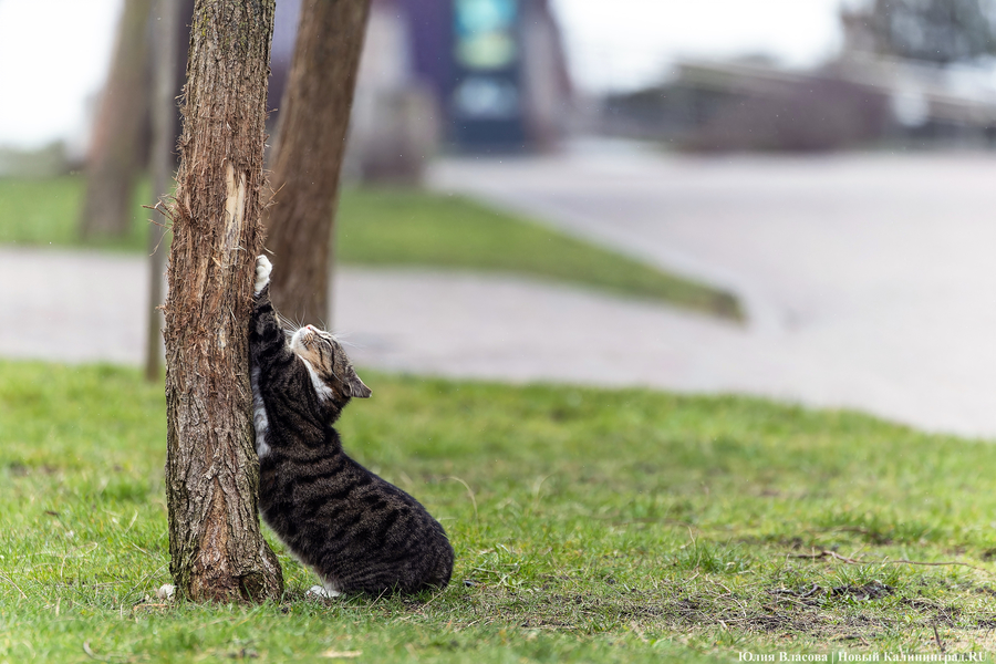 Погода в Калининградской области 9 октября