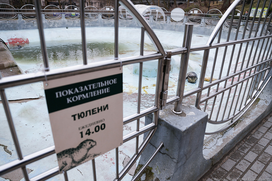 Мама, это я: в Калининградском зоопарке родились три тюлененка
