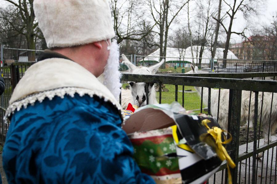 Конина к году Лошади: зоопарк раздал животным любимые лакомства