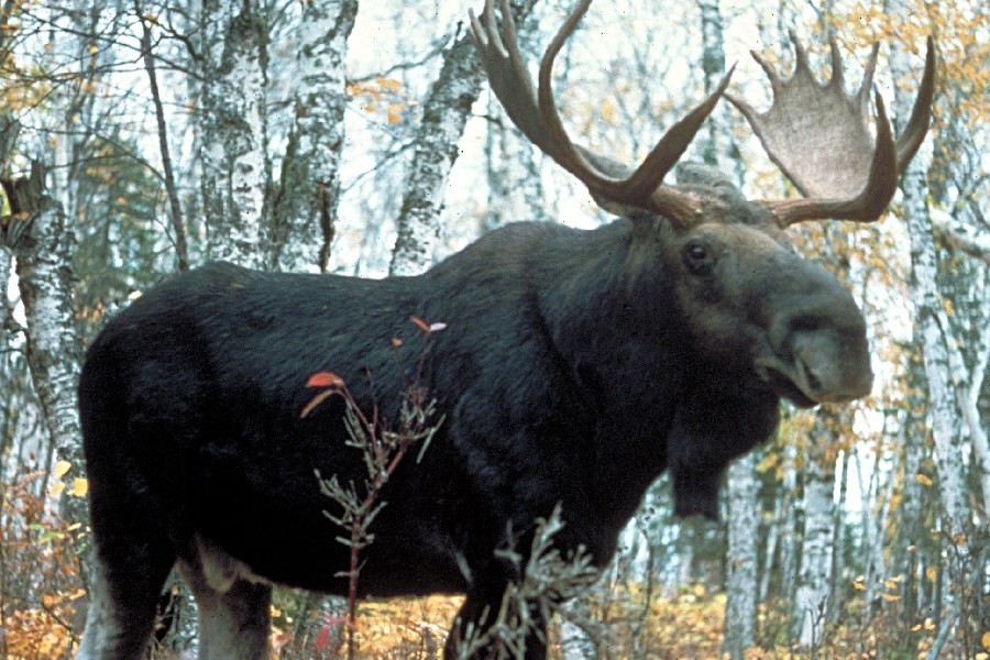 Осторожно, лоси: водителей просят быть внимательнее на трассе Эльблонг — Гданьск