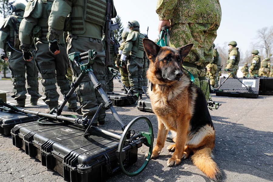 Кобра и псы-миноискатели: Балтфлот получил новое вооружение (фото)