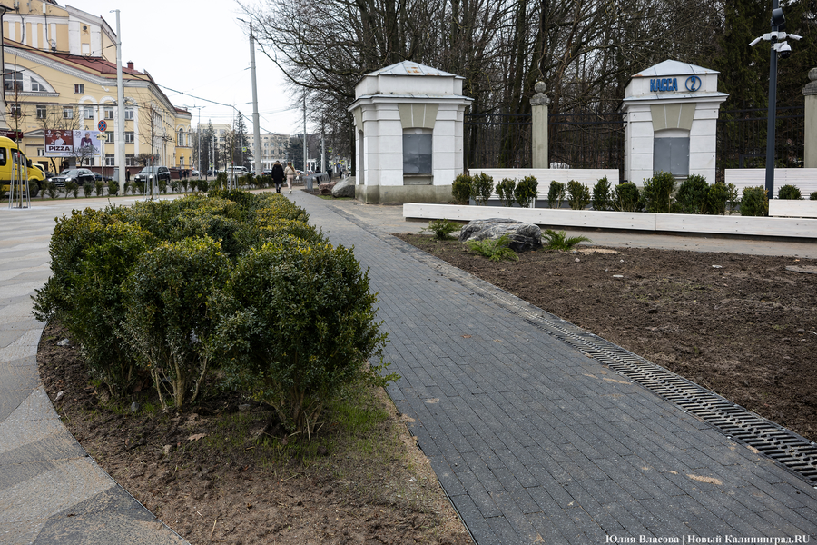 В трех соснах: как выглядит благоустроенная территория у стадиона «Балтика» (фото)