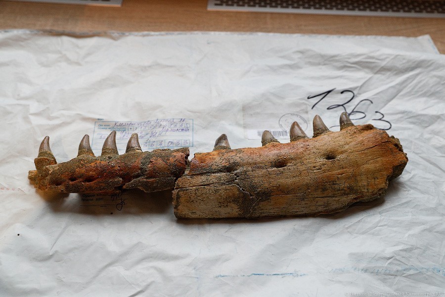 Облако планктона: в Музее Мирового океана готовят выставку актуального искусства