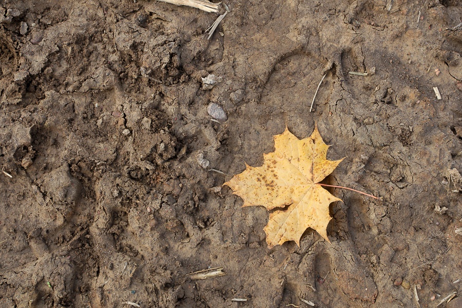 Правительство вводит в Калининградской области режим чрезвычайной ситуации