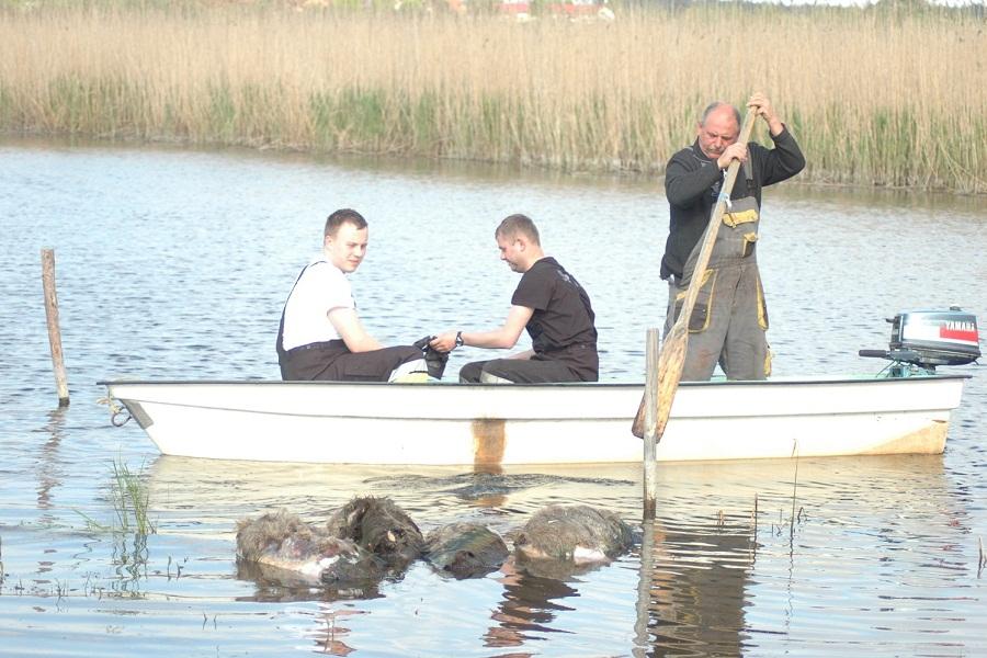 Россельхознадзор: в Польше — новый случай массового падежа кабанов из-за АЧС (фото)