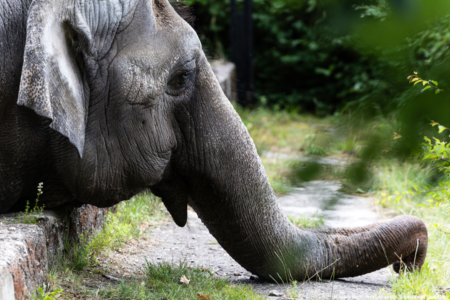 Фото: Юлия Власова / Новый Калининград 