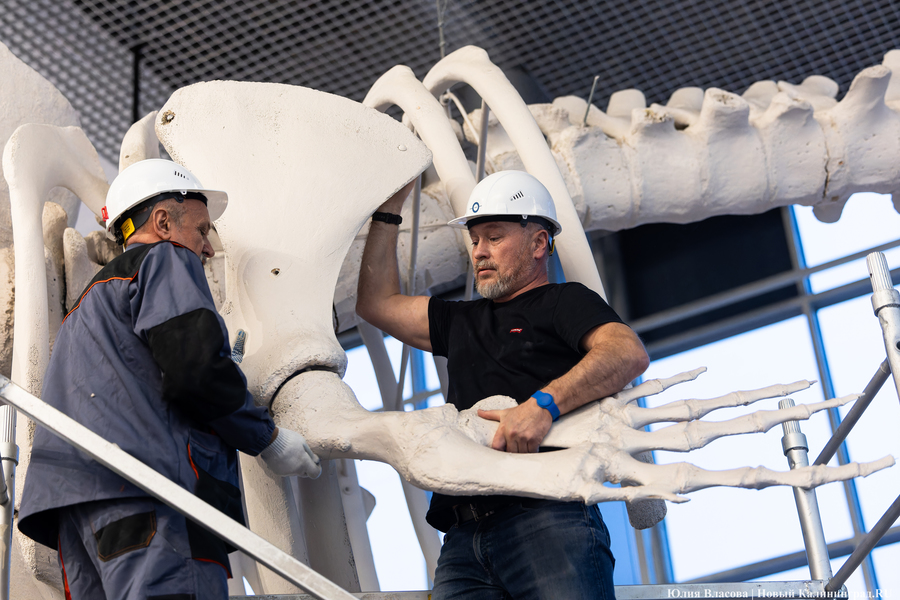 Первый «обитатель» «Планеты Океан»: скелет кашалота переезжает из «Глубины» (фото)