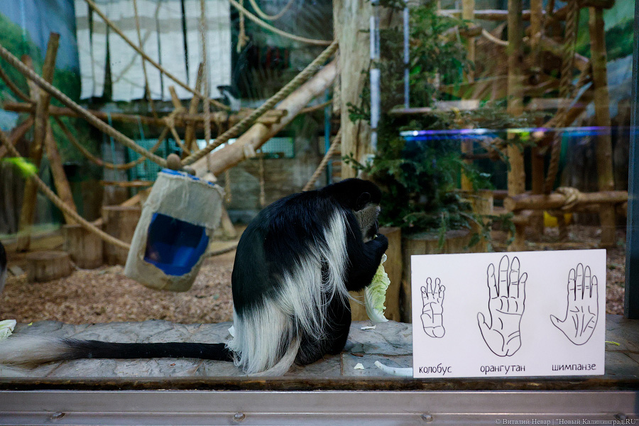 Детки Годзиллы: в Калининградском зоопарке родились колобусы (фото)