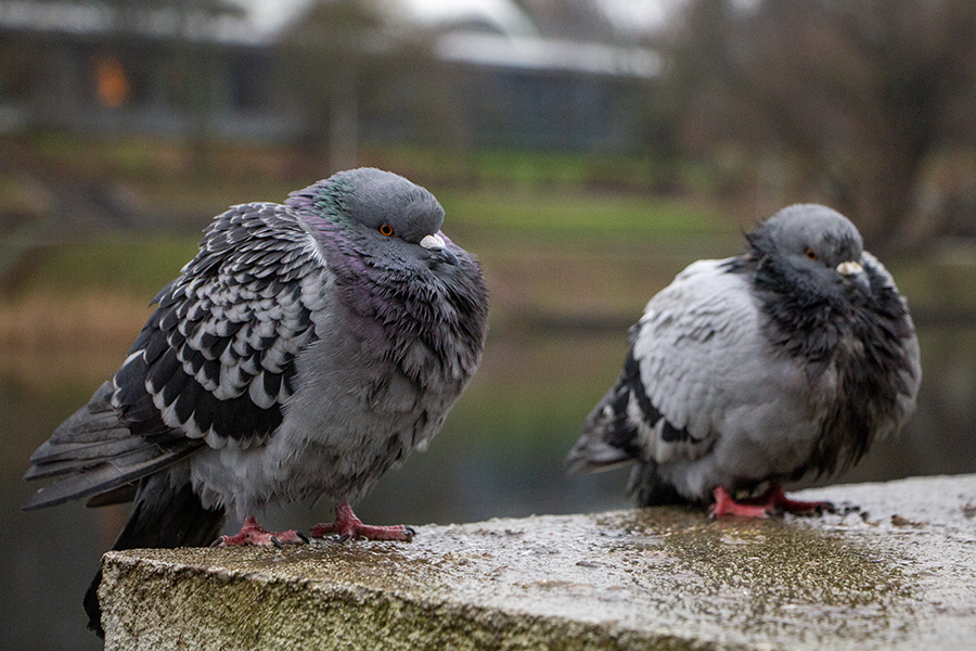 В Калининградской области ожидается усиление ветра