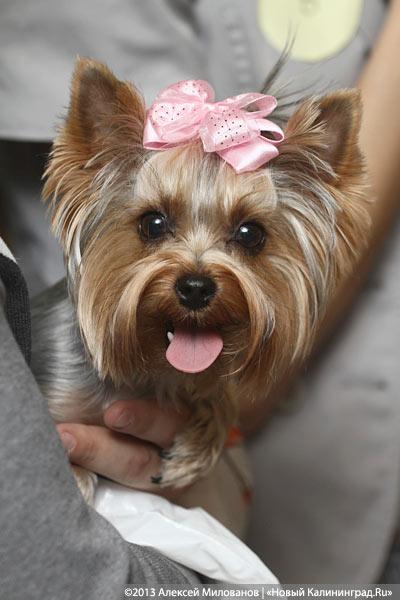 «Ой какая маленькая»: дефиле мини-собачек в музее янтаря