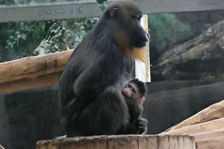 Фото: Калининградский зоопарк