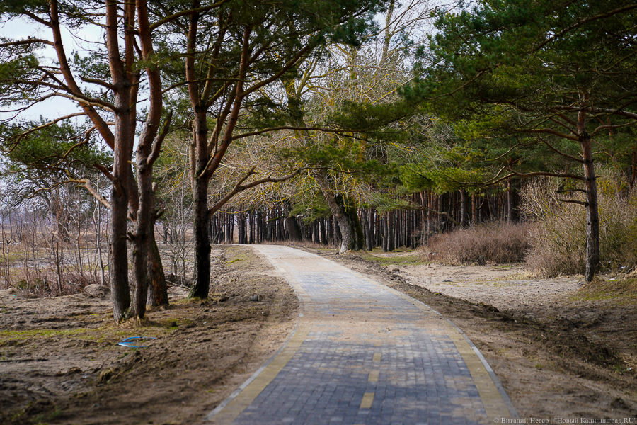 В Зеленоградске на велодорожке появились светофоры с кнопками для пешеходов (фото)