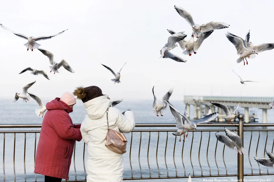 Погода в Калининградской области 17 декабря