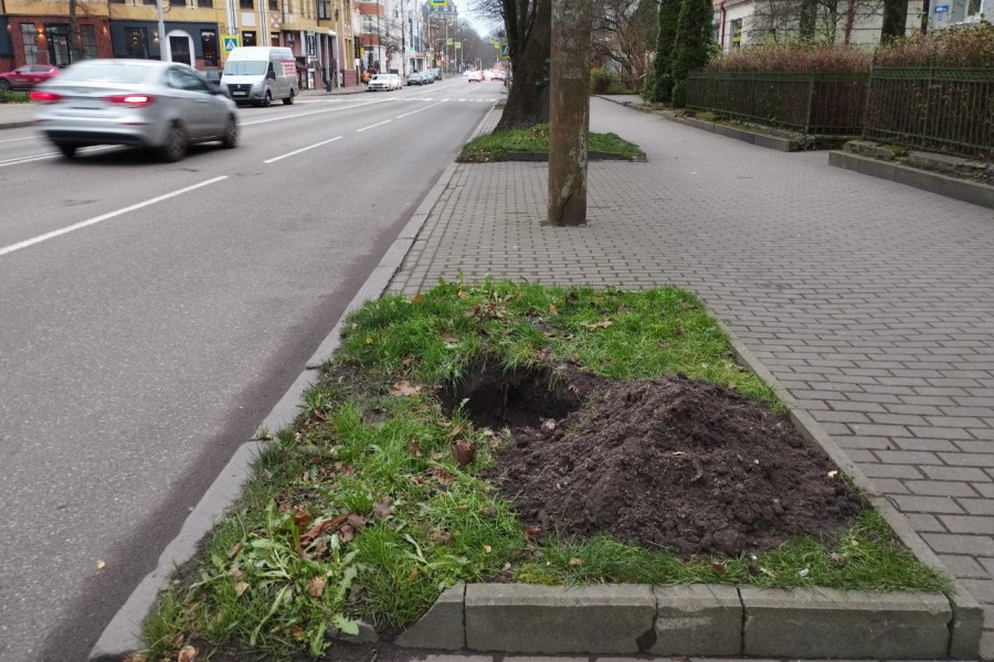 В Калининграде посадку деревьев продолжат в декабре