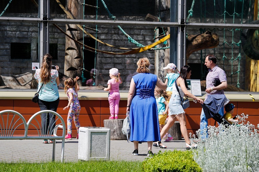 Дистанция в одного кенгуру: первый день работы Калининградского зоопарка (фото)