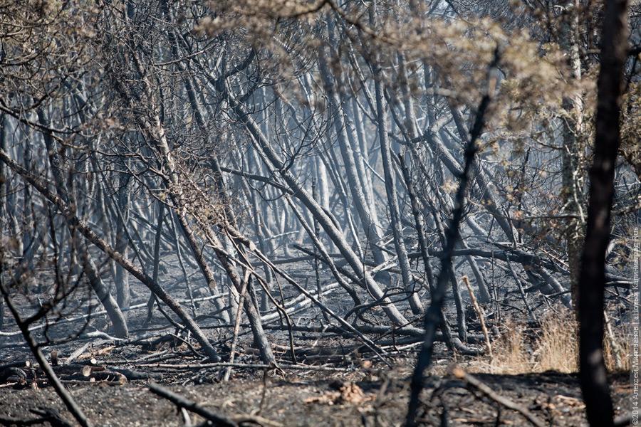 Когда рассеялся дым: после локализации лесного пожара на Куршской косе (фото)
