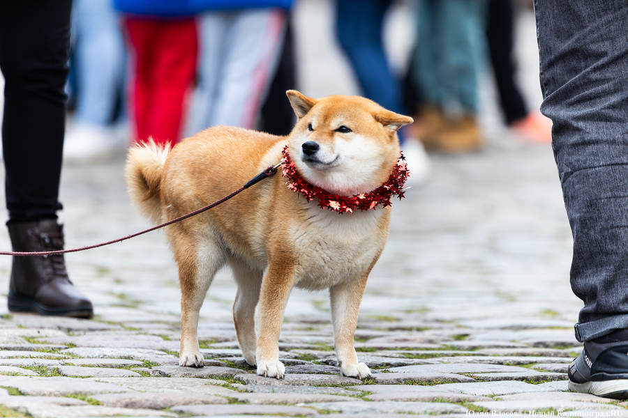 «Сказка к нам приходит»: на острове Канта прошел забег Дедов Морозов (фото)