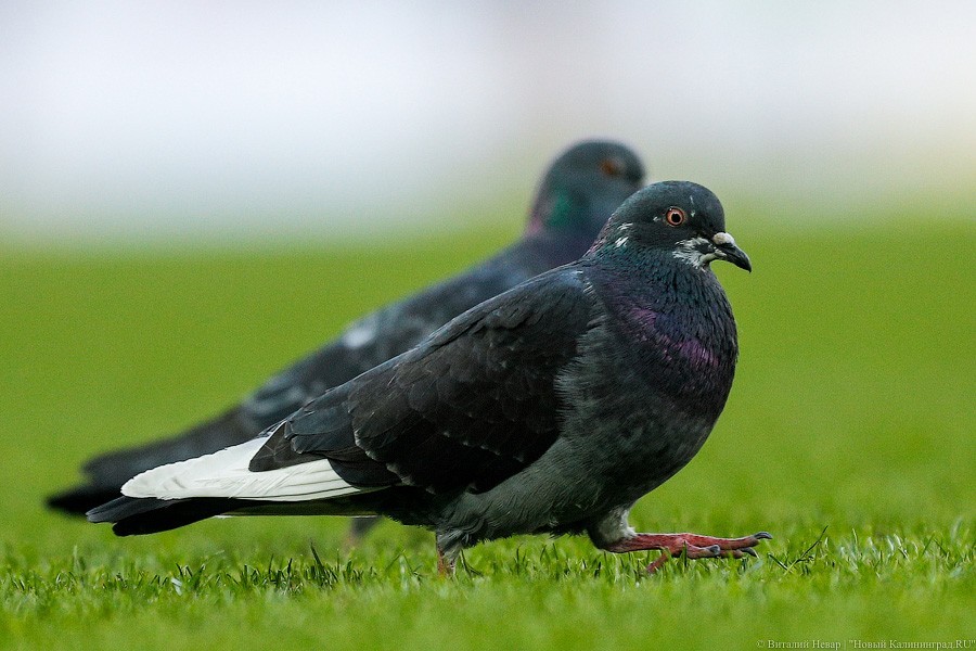 Верите, что им по 18?: в Калининграде прошел Чемпионат Европы по регби (фото)