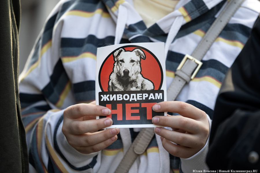 В защиту братьев меньших: в Калининграде прошёл митинг против убийства животных (фото)