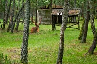 В Калининградской области определены границы охотничьих угодий